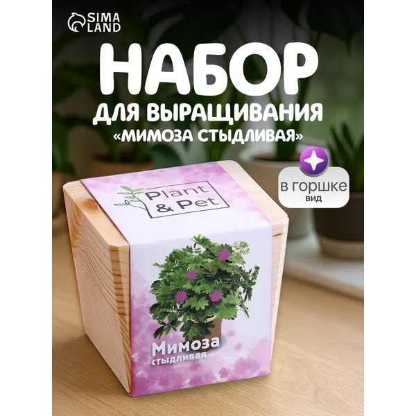 Мимоза стыдливая набор для выращивания растений