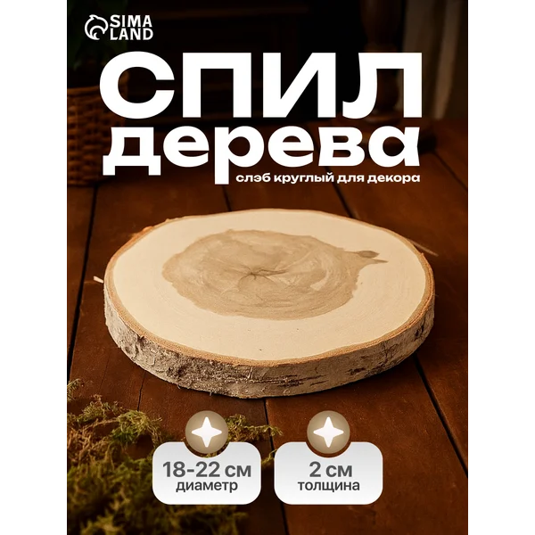 Спил берёзы для творчества