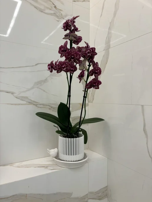 Plast avenue Кашпо "Корона для орхидеи" объем 1,8л, 1,8 л, фото 4