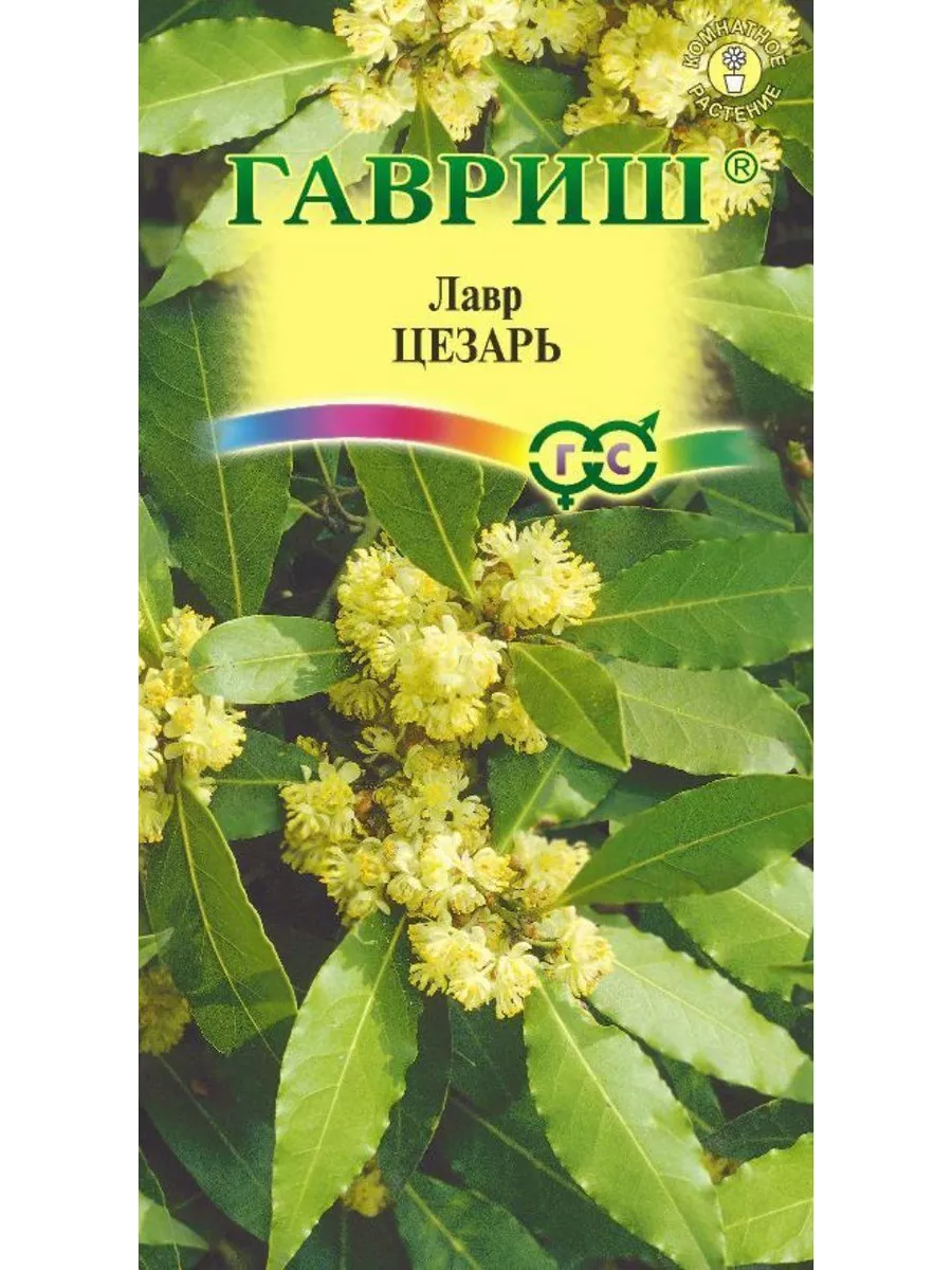 Цветы Лавр благородный Цезарь Гавриш 38481813 купить в интернет-магазине  Wildberries