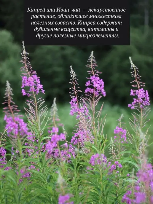 Добрый пасечник Кипрейный мед густой 300 г, 1 кг, фото 3