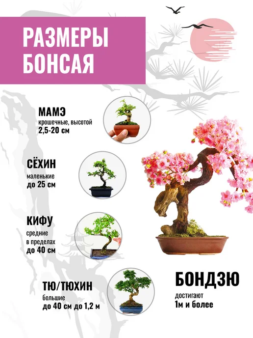 ЭкоКлуб Набор для выращивания растений бонсай Сакура, вариант, фото 4