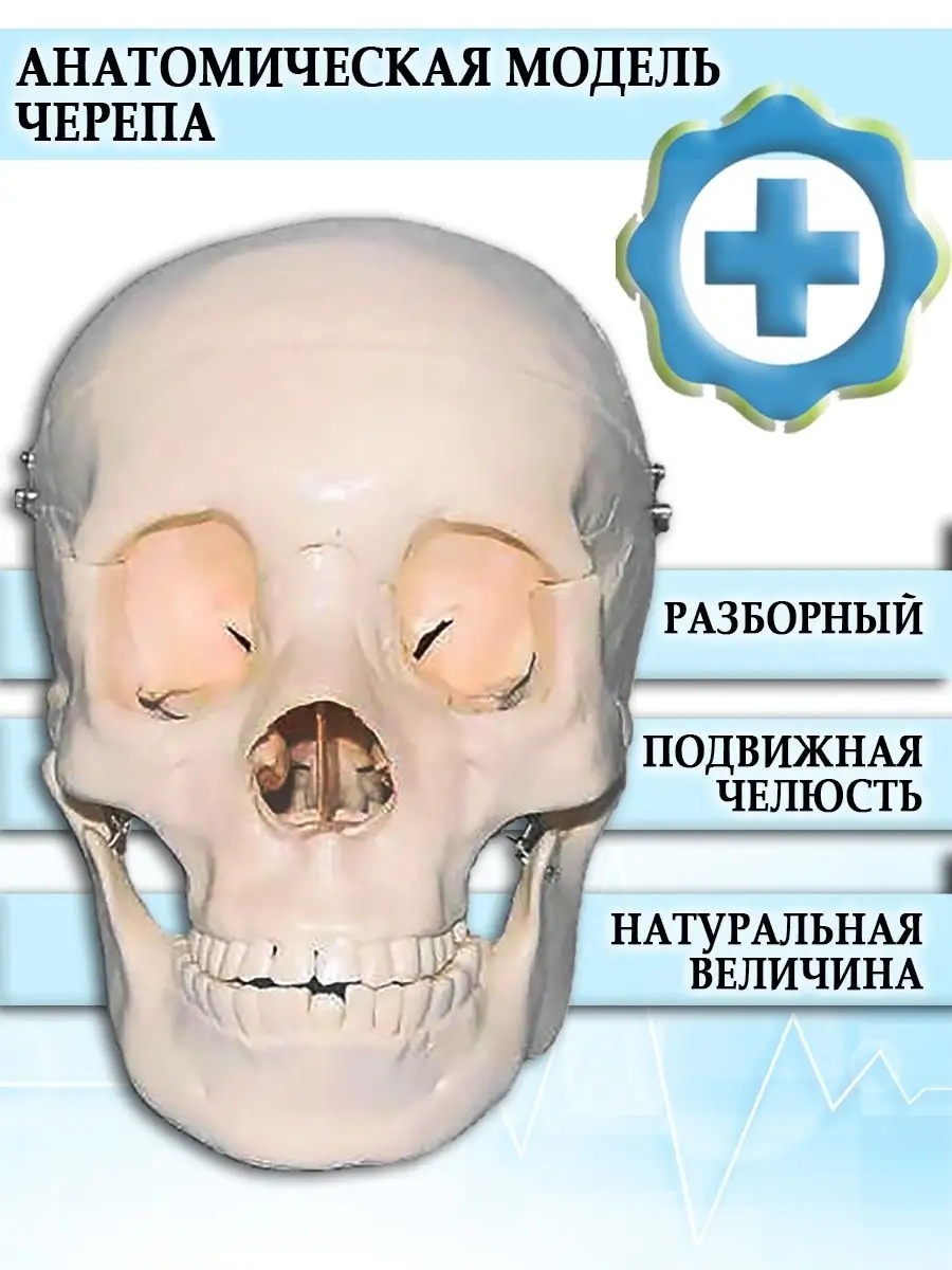 Анатомическая модель черепа разборная