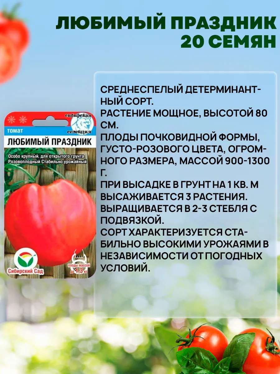 Помидоры Любимый Праздник Отзывы Фото