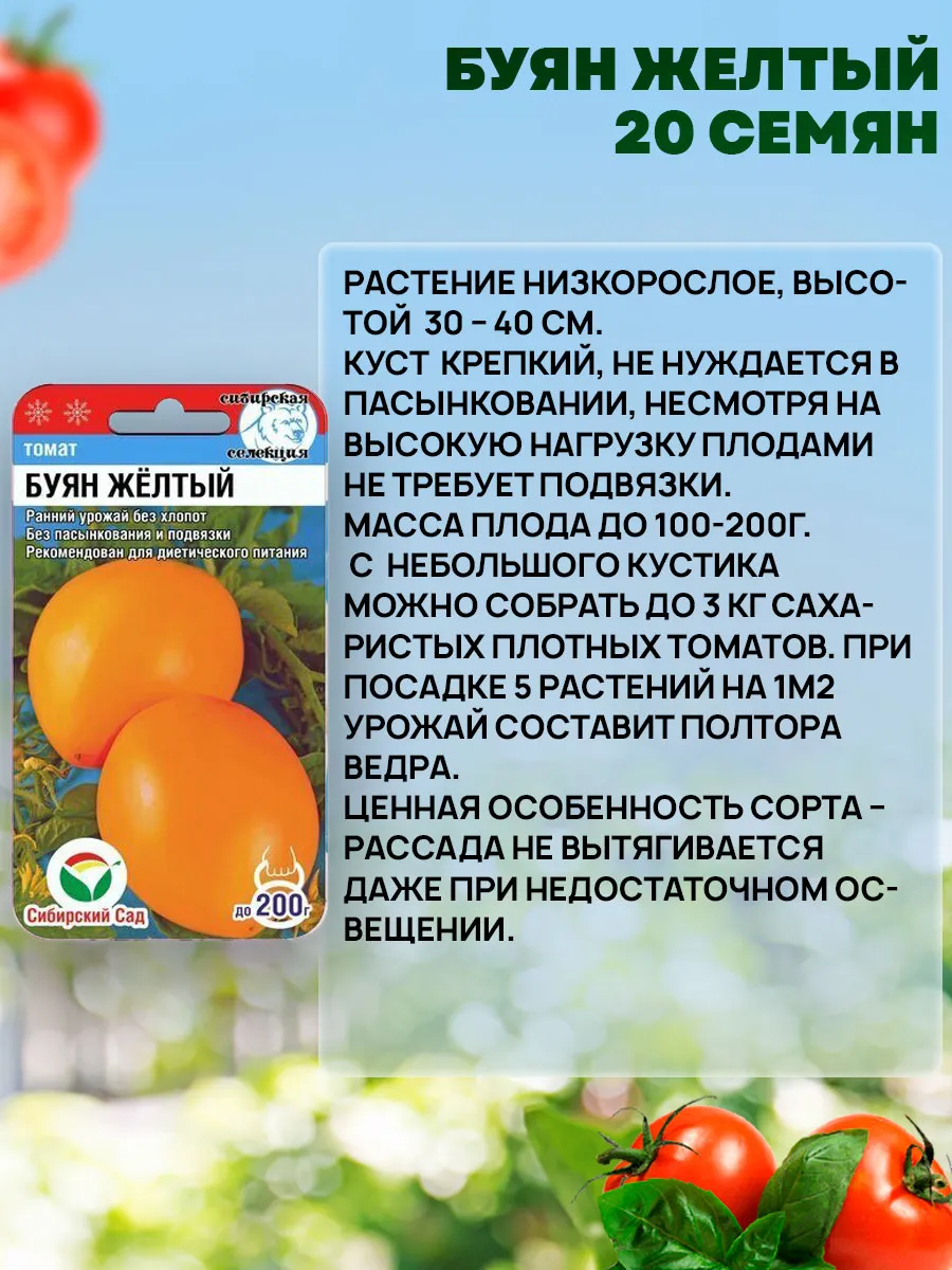 Томат Буян Желтый Отзывы Фото Урожайность