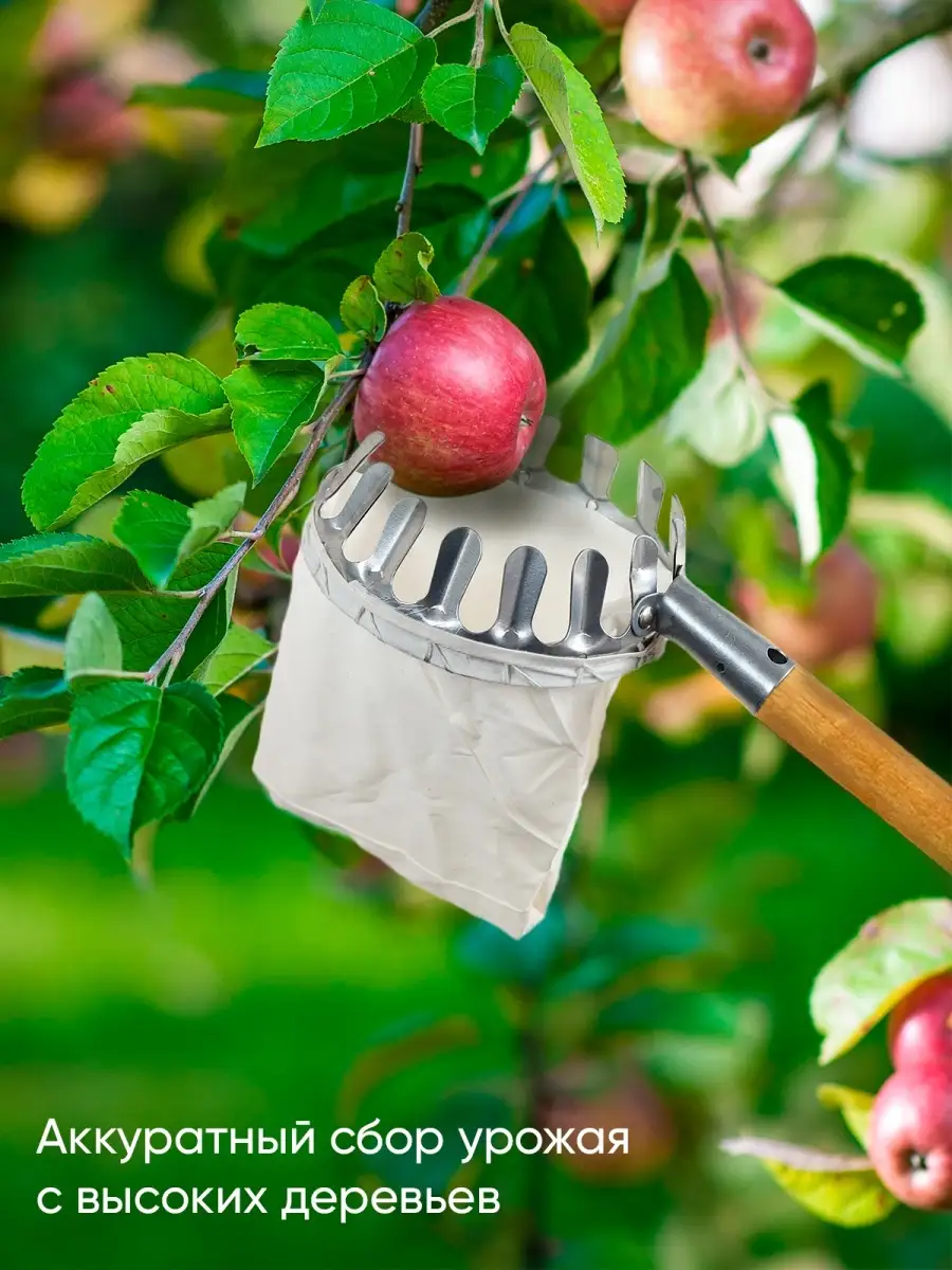 Приспособление для сбора яблок с дерева: виды инструментов, как сделать своими руками