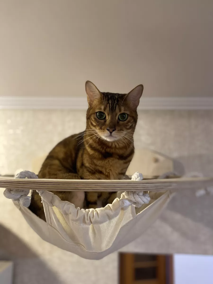 Любви к котикам пост: Как сделать гамак для кошки (схема)