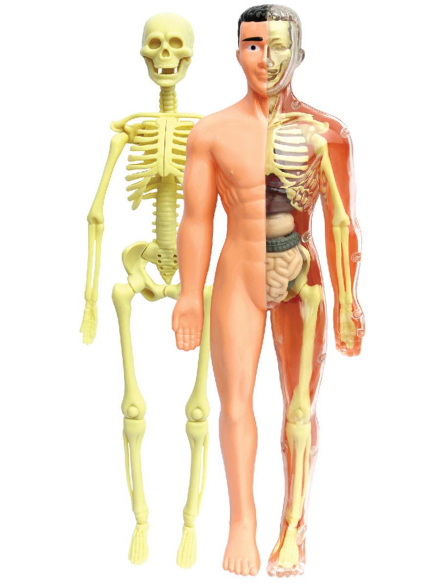 Тело человека органы игрушка. Макет строения человека. Анатомическая модель человека.