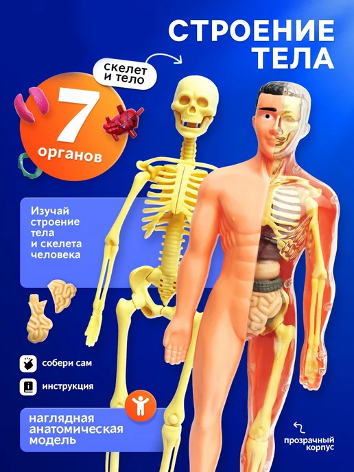 Эврики Анатомическая модель для детей "Строение тела человека", вариант, фото 2