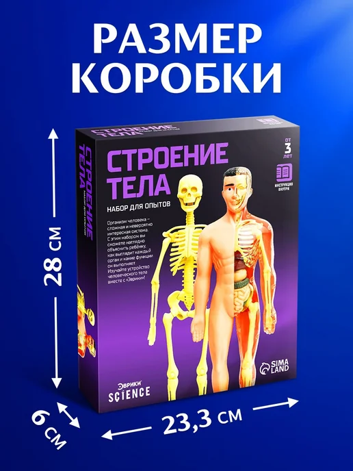 Эврики Анатомическая модель для детей "Строение тела человека", вариант, фото 3