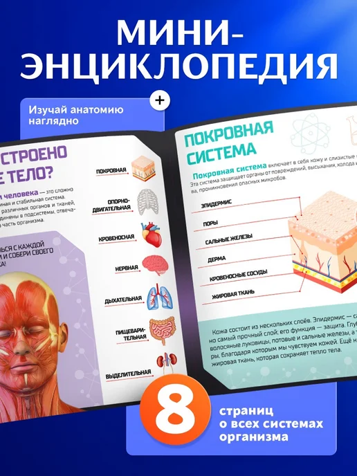 Эврики Анатомическая модель для детей "Строение тела человека", вариант, фото 6
