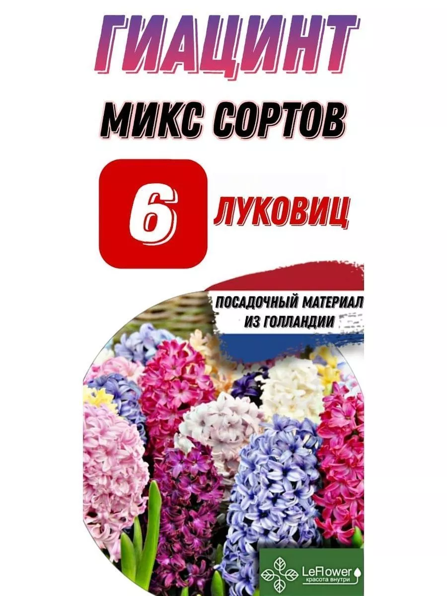 Гиацинт Луковицы, Микс сортов, 6шт Leflower 40030598 купить в  интернет-магазине Wildberries