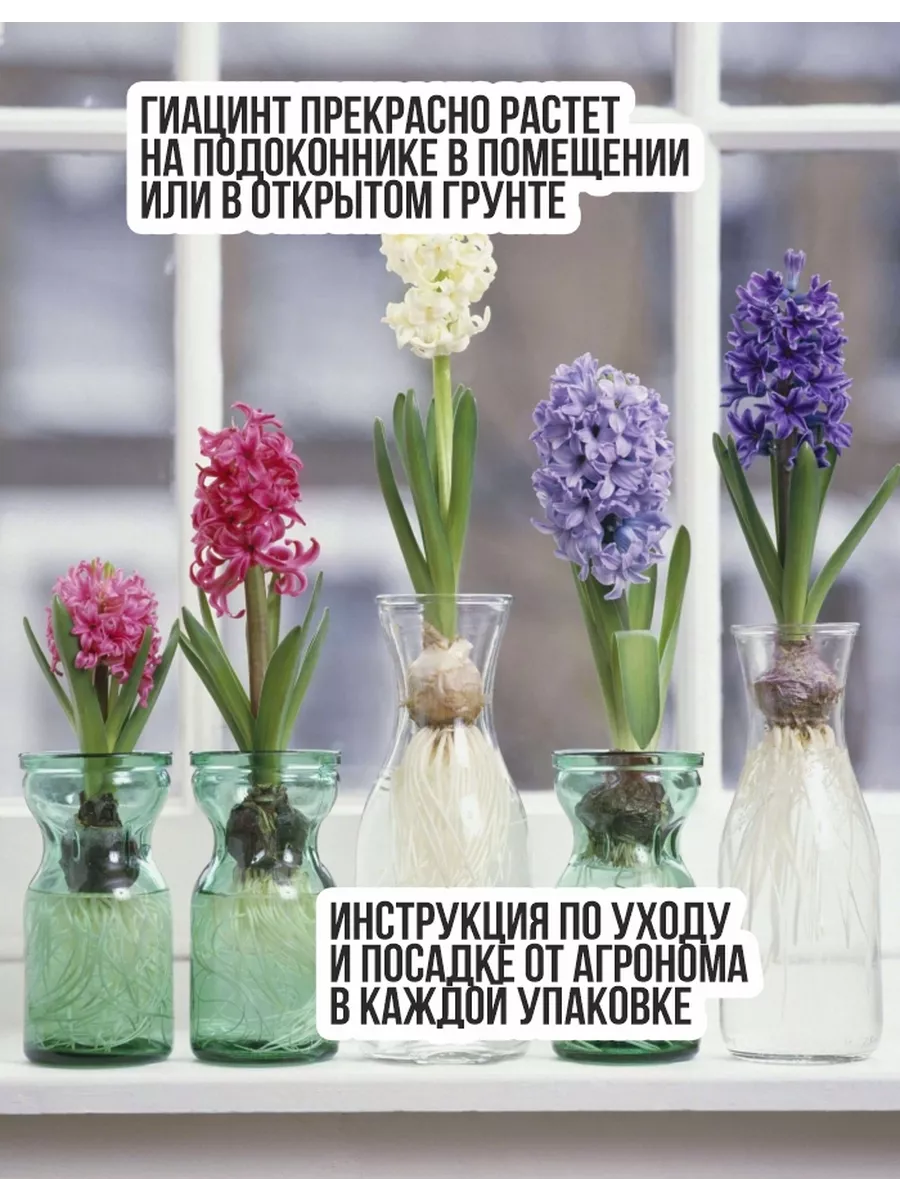 Гиацинт Луковицы, Микс сортов, 6шт Leflower 40030598 купить в  интернет-магазине Wildberries