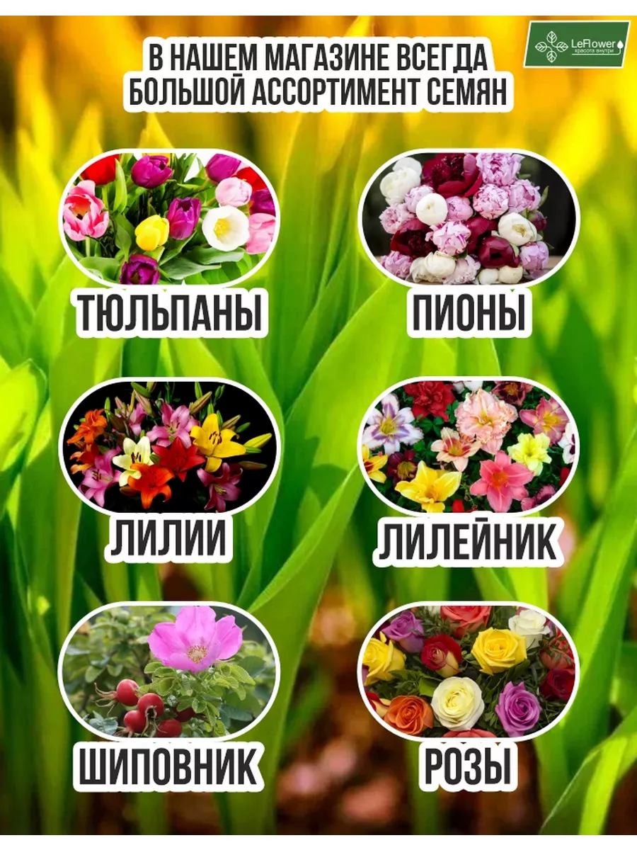 Гиацинт Луковицы, Микс сортов, 6шт Leflower 40030598 купить в  интернет-магазине Wildberries