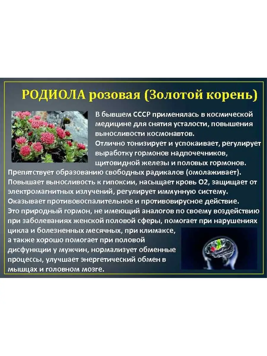 Золотой корень Родиола розовая корни 50г Мастерская вкуса 40580094 купить в  интернет-магазине Wildberries