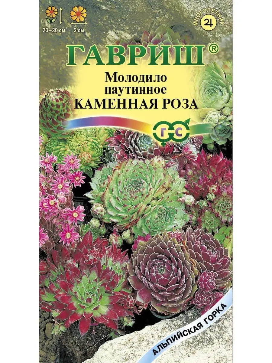 Семена МОЛОДИЛО КАМЕННЫЙ ЦВЕТОК ДАЧА ОНЛАЙН 40741743 купить за 195 ₽ в  интернет-магазине Wildberries