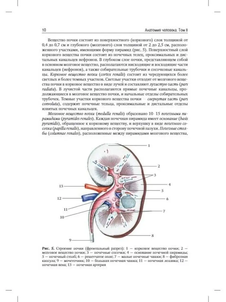 Анатомия человека. Учебник в 2-х томах. Том II ГЭОТАР-Медиа 41150210 купить  в интернет-магазине Wildberries