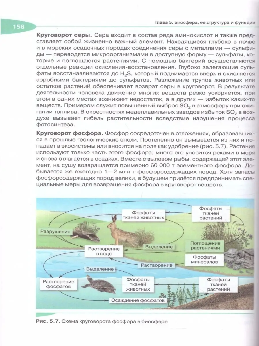 Биология 11 класс. Учебник. Угл. уровень. Вертикаль. ФГОС Просвещение/Дрофа  41499178 купить за 1 000 ₽ в интернет-магазине Wildberries