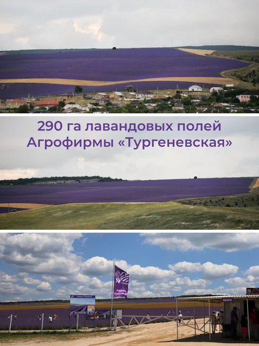 АФ Тургеневская Эфирное масло Лаванды натуральное Крым 30мл, 30 мл, фото 7