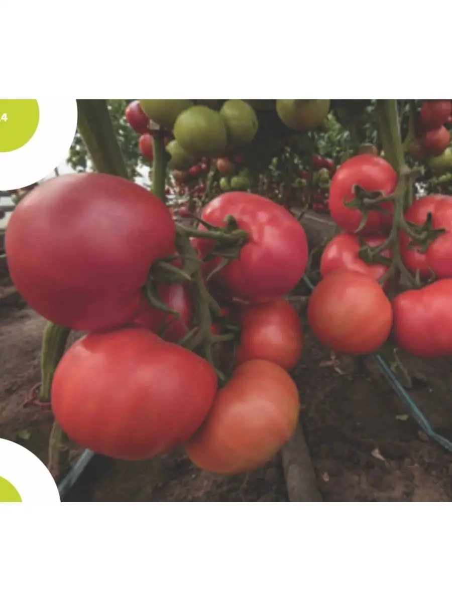 Помидор сорта арома f1. Аттия f1 томат. Сорт мануза помидоры. Томат мануза гибрид. Томат мануса f1.